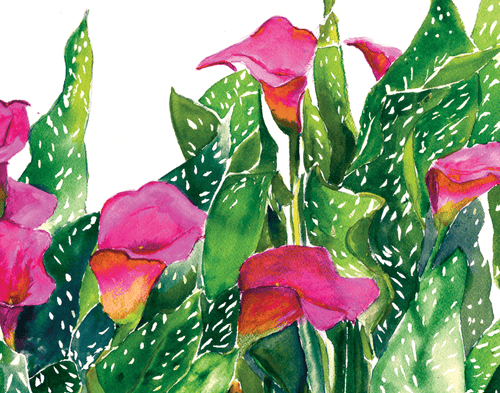 Calla-Lilies | Giclee` Prints