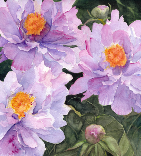 Peonies | Giclee` Prints