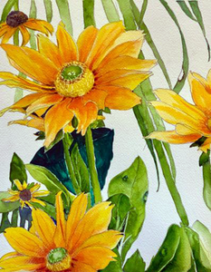 Rubeckia Bargin | Giclee` Prints